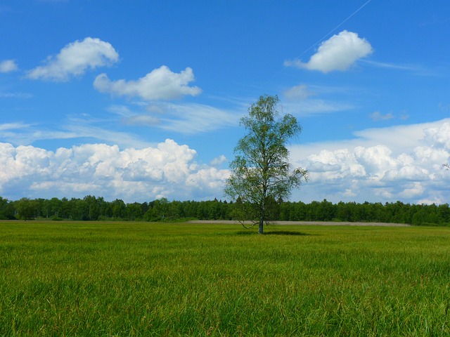 travnatá plocha